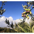 Olive Oil Tin Extra Virgin 4 kilo  - زيت زيتون تنكة 4 كيلو